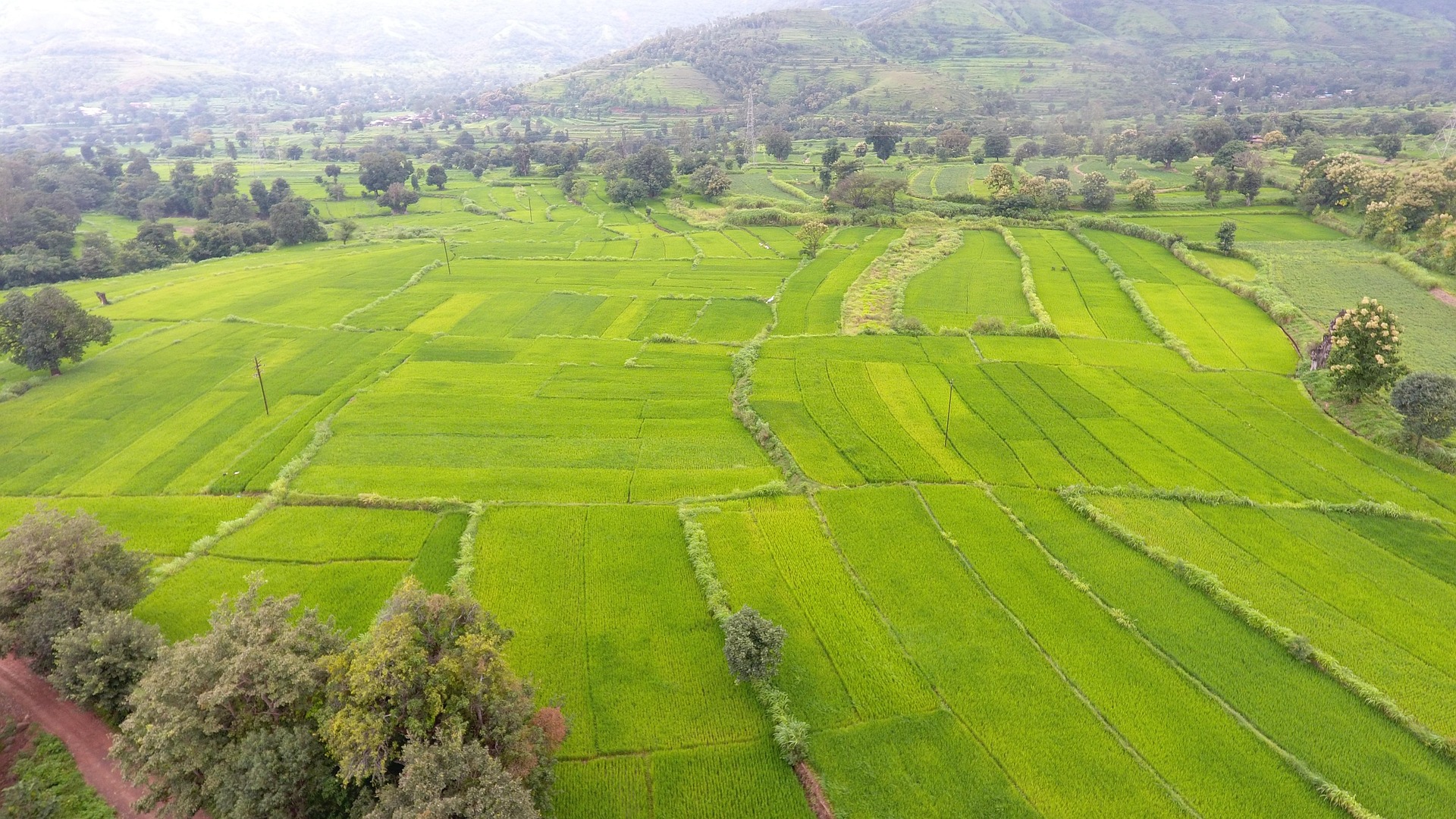 Green terraced rice fields