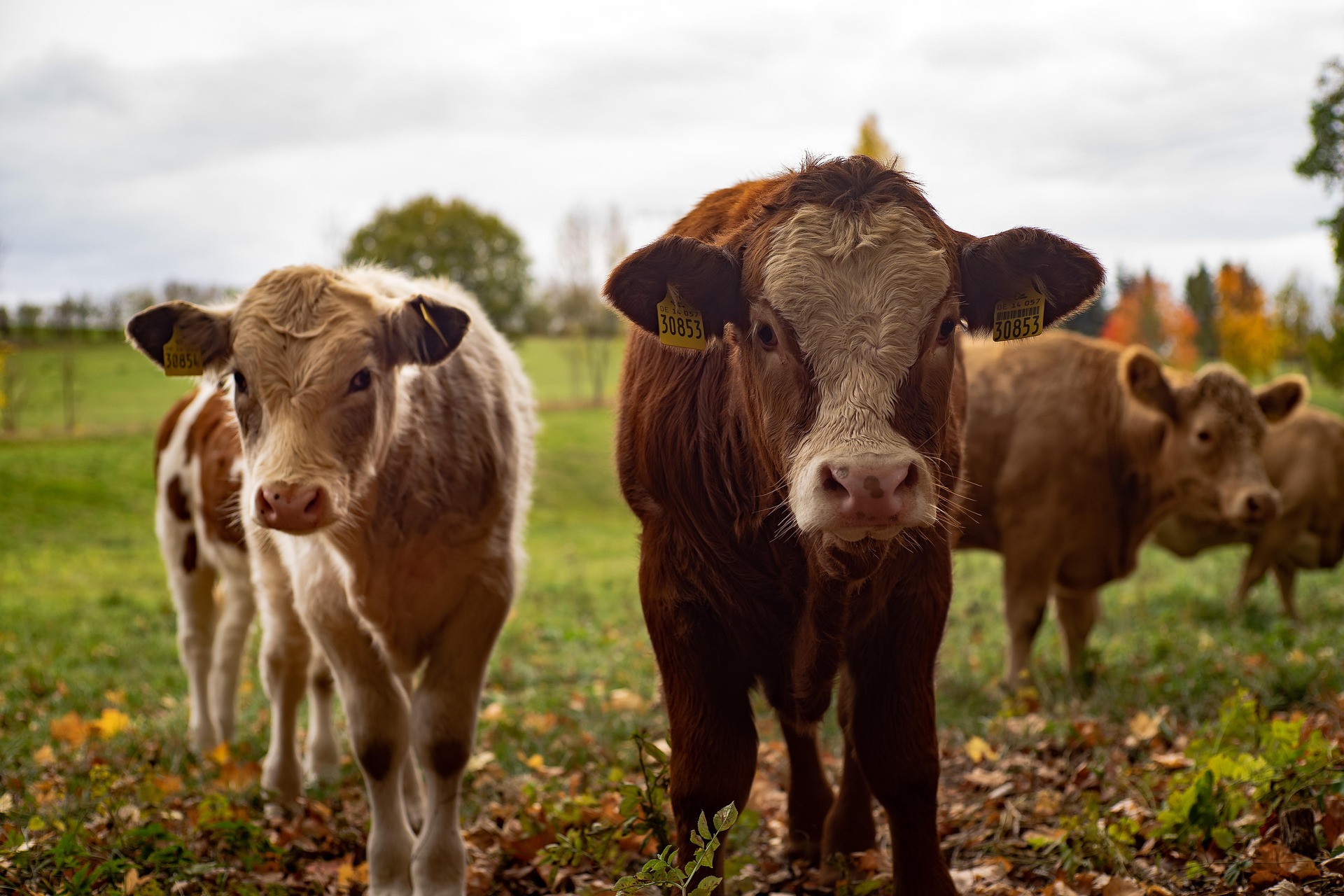 Cattle in a pasture